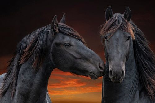 Friesian Horse, portrait