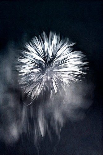 fluff by Yvette Bauwens