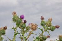 Milk Thistle