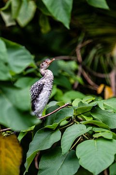 Vogel op een tak bij de rivier de Nijl in Uganda