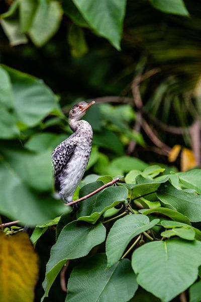 Vogel op een tak bij de rivier de Nijl in Uganda van Eric van Nieuwland