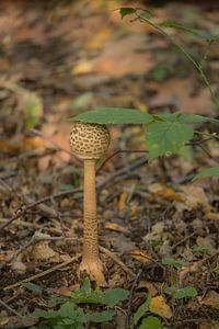 Pilz mit Blatt