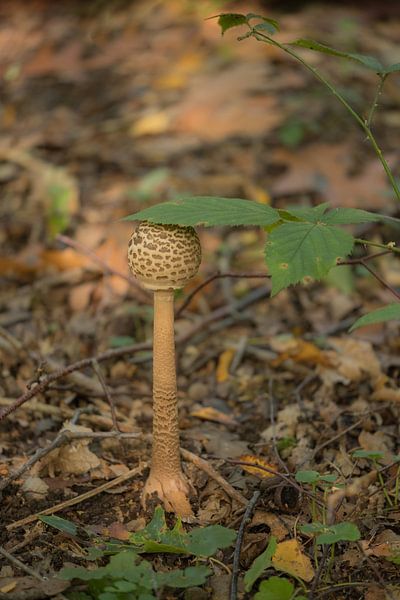 Mushroom with leaf by Moetwil en van Dijk - Fotografie