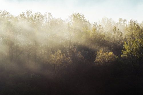 L'éveil du printemps dans la forêt