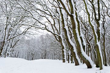 Besneeuwde bomen van Richard Guijt Photography