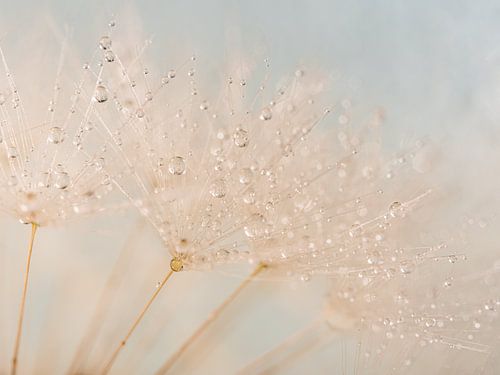 Lente! Fris licht blauw met champagnekleurige pluisjes met druppels