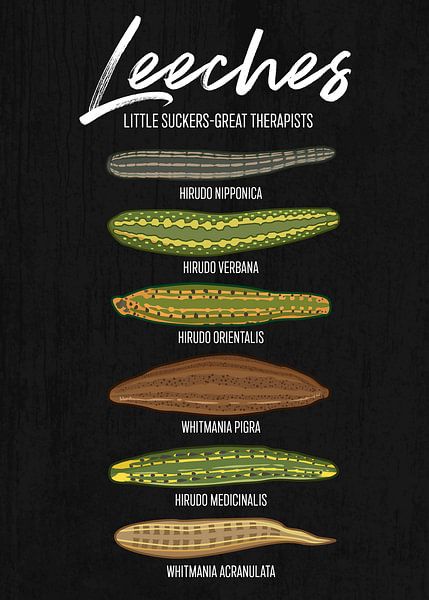 Heilende Blutegelarten im Vergleich von Pixelbull Design
