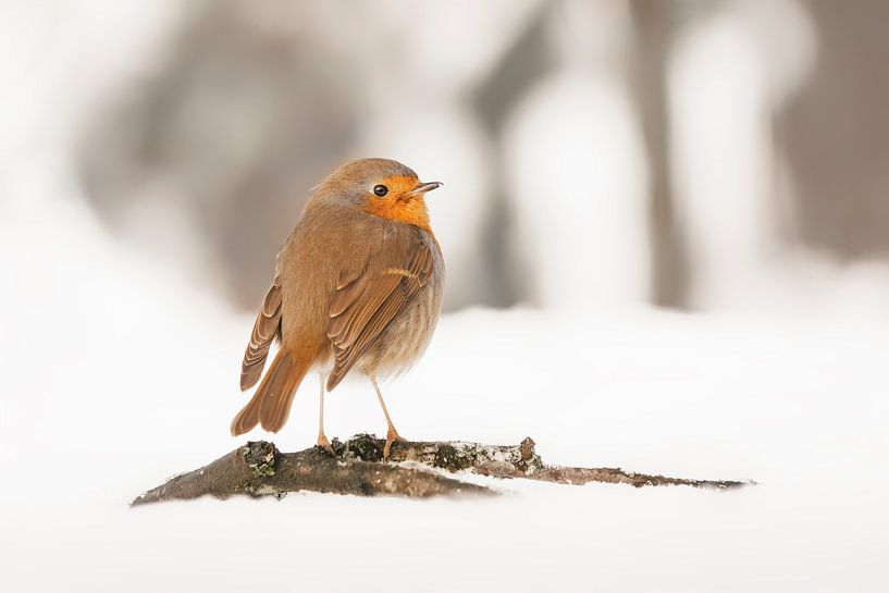 Robin in the snow. by Albert Beukhof