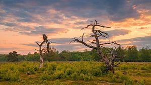 Sonnenaufgang im Nationalpark Drentsche Aa