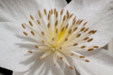 Witte bloem close-up van Dennis Claessens