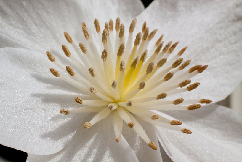 Witte bloem close-up von Dennis Claessens