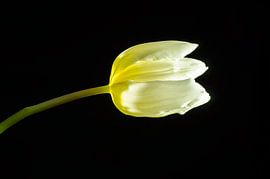 The light in the tulip by Marian Roest