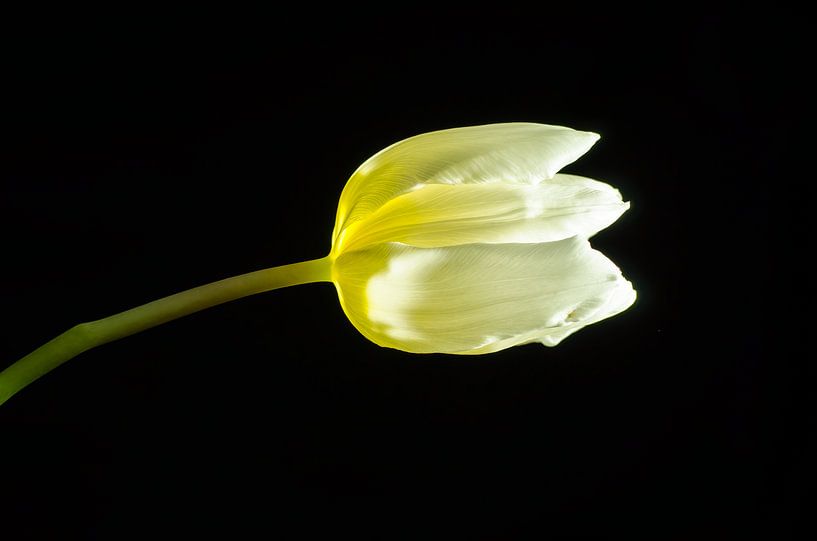 La lumière dans la tulipe par Marian Roest