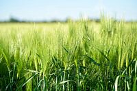 Gerst in een veld