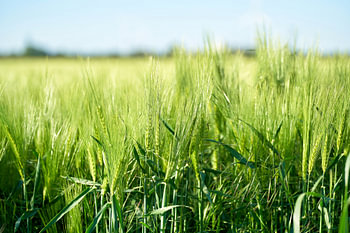 Gerste auf einem Feld