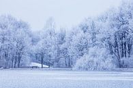 Witte bomen aan bevroren meer van Karla Leeftink thumbnail