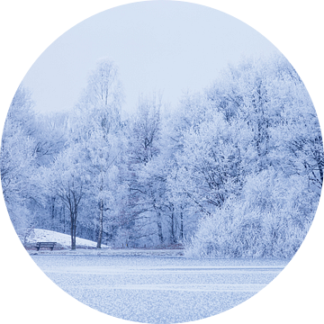 Witte bomen aan bevroren meer