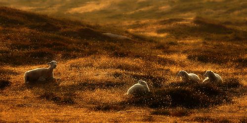 Schafe in der Abendsonne in den Sylt Dünen