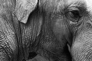 Elefant