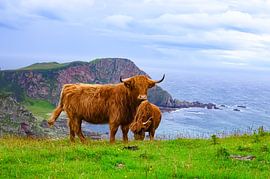 Scottish Highlanders by Truckpowerr