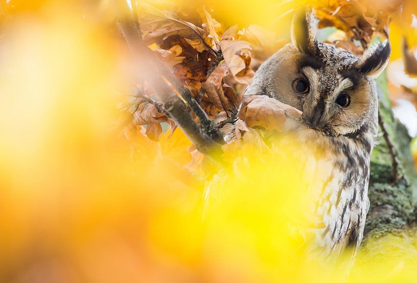 Waldohreule in Herbststimmung von Danny Slijfer Natuurfotografie