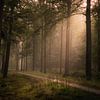 Infusion of Light van Jos Duivenvoorden