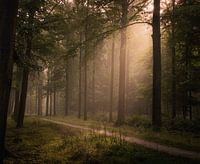 Infusion of Light
