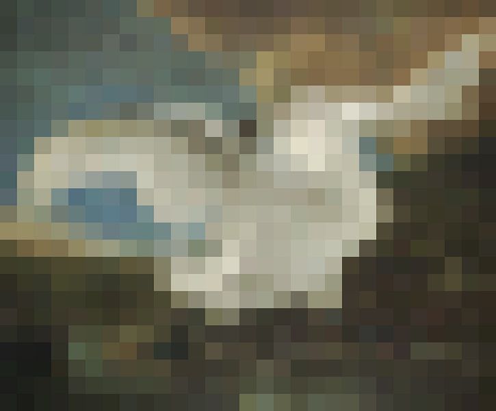 Pixel Art : le cygne en voie de disparition par JC De Lanaye