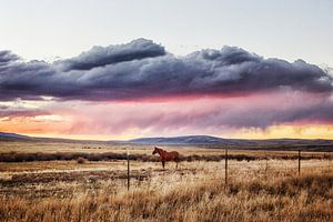 Pferd bei Sonnenuntergang