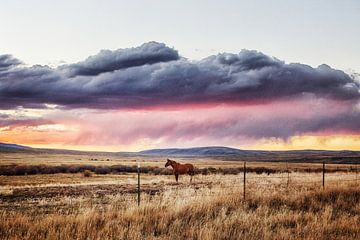 Pferd bei Sonnenuntergang