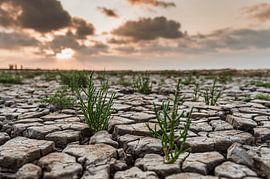 The mudflats at sunset by Carla Beekhuizen