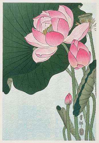 Blooming lotus flowers (1920 - 1930) by Ohara Koson