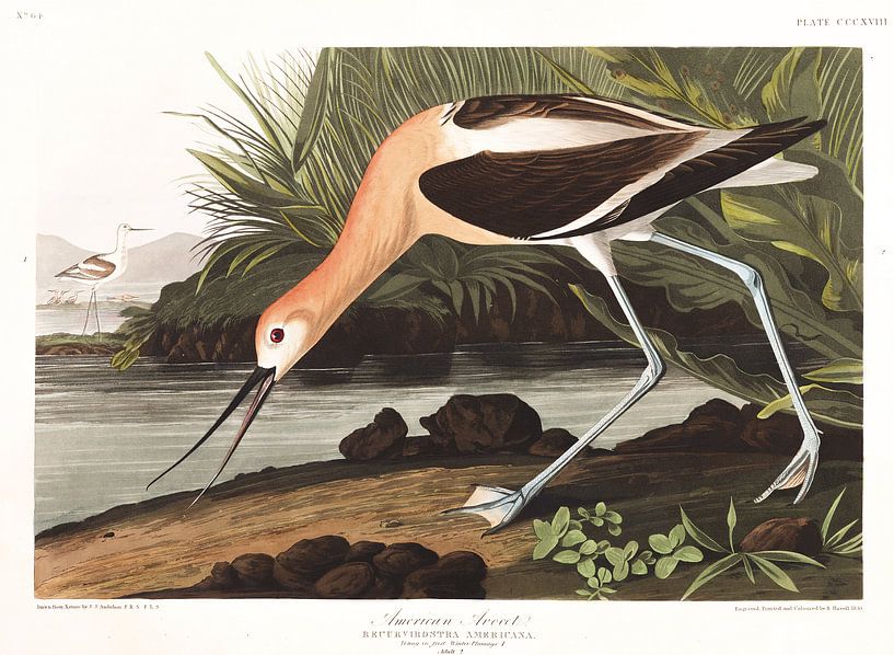 American Avocet by Birds of America