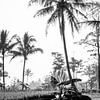 Schwarz-Weiß-Foto eines Reisfeldes auf Bali (Teil 1 eines Triptychons) von Ellis Peeters