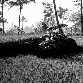 Photo en noir et blanc d'une rizière à Bali (partie 1 du triptyque) sur Ellis Peeters