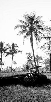Photo en noir et blanc d'une rizière à Bali (partie 1 du triptyque)