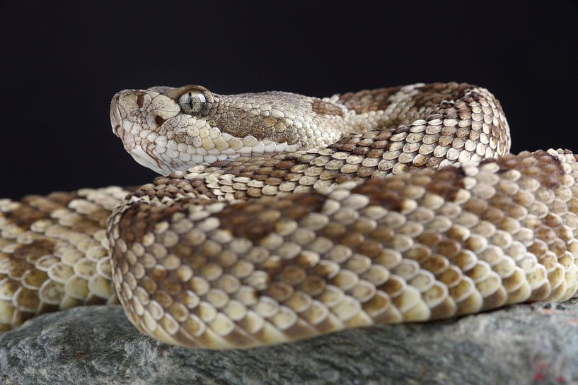 Prärieklapperschlange (Crotalus viridis) von Ronald Pol