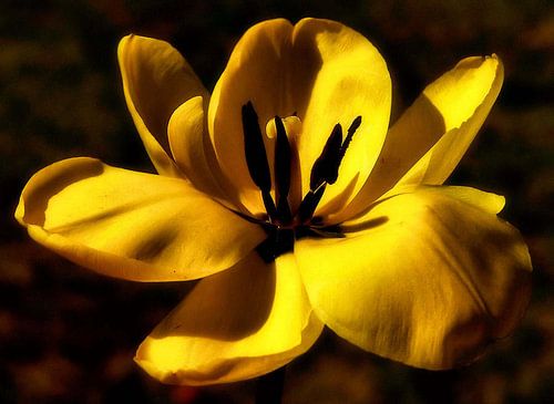 Tulpen Schat