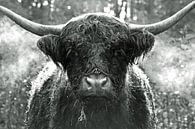 Schotse Hooglander zwart wit van Discover Dutch Nature thumbnail
