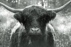 Ein Schottischer Highlander