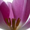 Paarse Tulp van Tineke Visscher