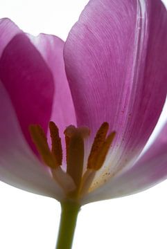 Violette Tulpe von Tineke Visscher