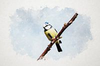 Blue tit