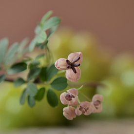 Stilleben mit zartrosa Blumen und weißen Trauben in Pastelltönen von ina kleiman
