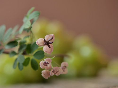 Still life with soft pink flowers and white grapes in pastel shades