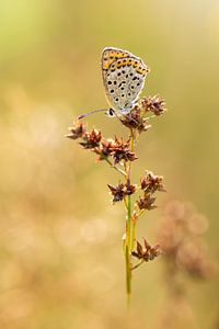 papillon dans la lumière du soir
