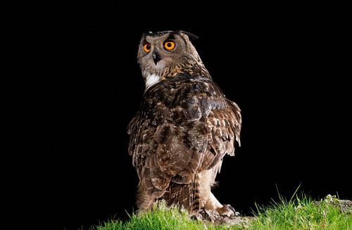 Hibou