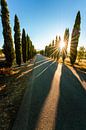 Toscaanse laan met mooie zonnige sfeer van Leo Schindzielorz thumbnail