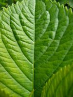 greenleaf