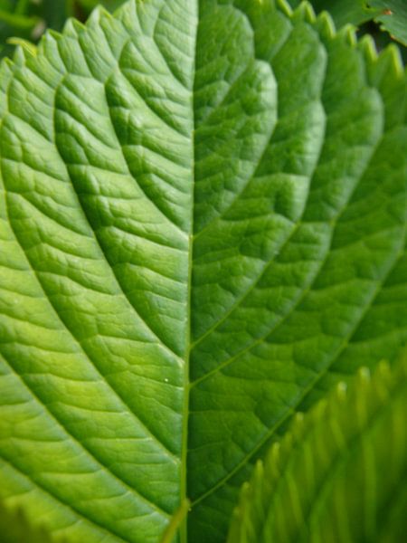groenblad van daphne houtman